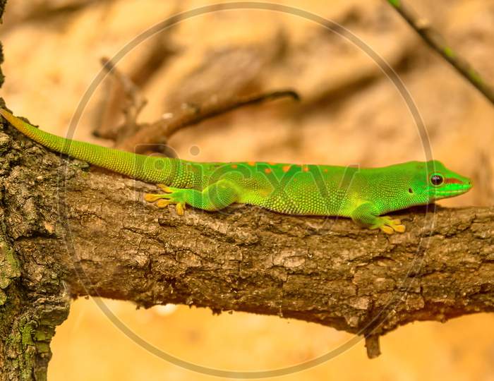 Green Giant Day Gecko