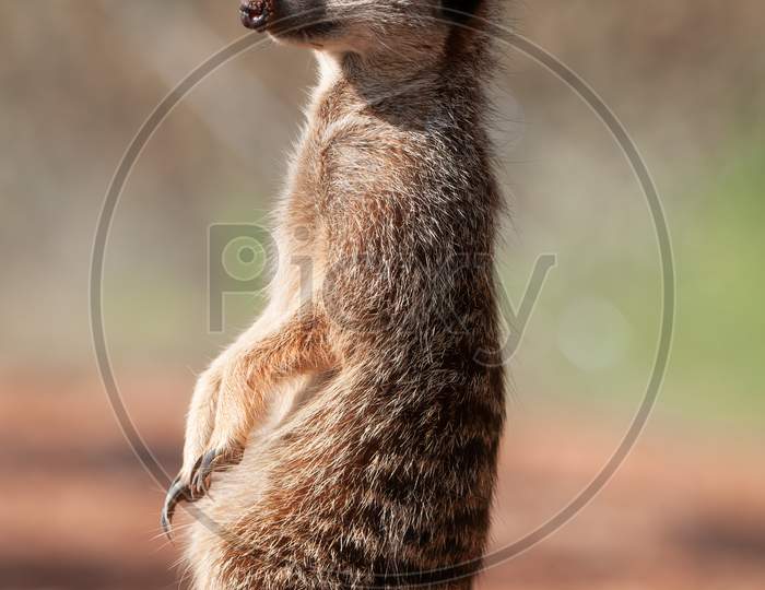 Adorable Meerkat, Suricata Suricatta, Sitting On Branch