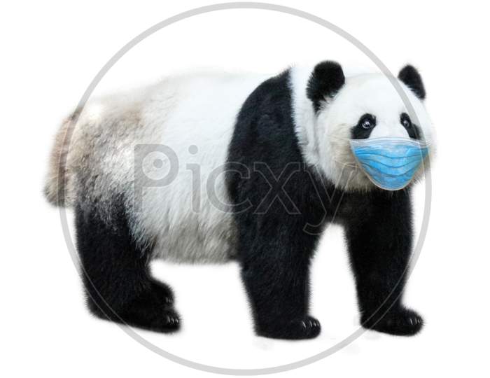 Giant Panda With Surgical Mask