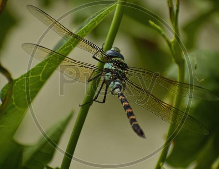 A Beautiful Closeup Photograph Of A Dragonfly.