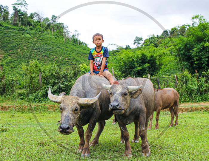Children riding on the back of a buffalo