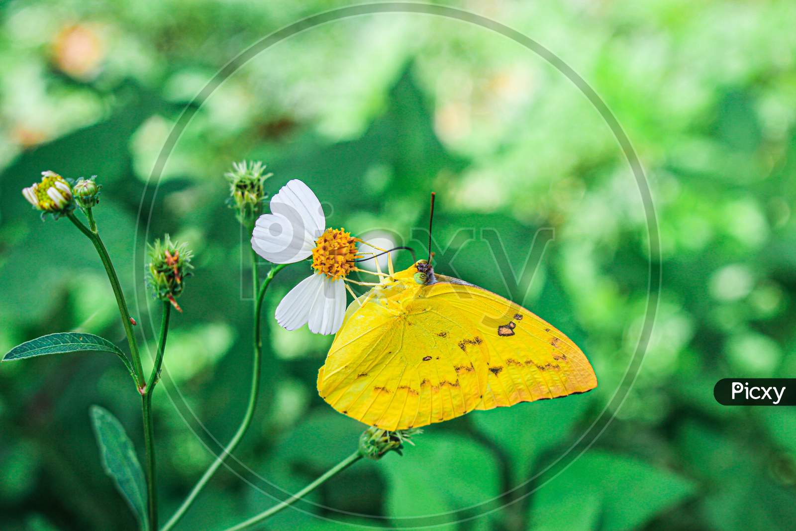 yellow butterfly and white flower