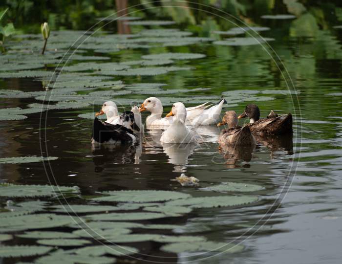 A Group Of Duck Is Swimming In The Black Water Of The Lake