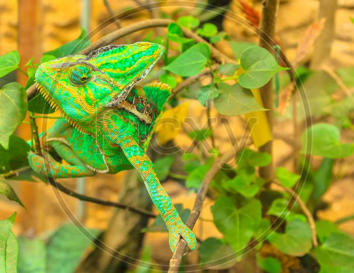 Green Chameleon On Foliage