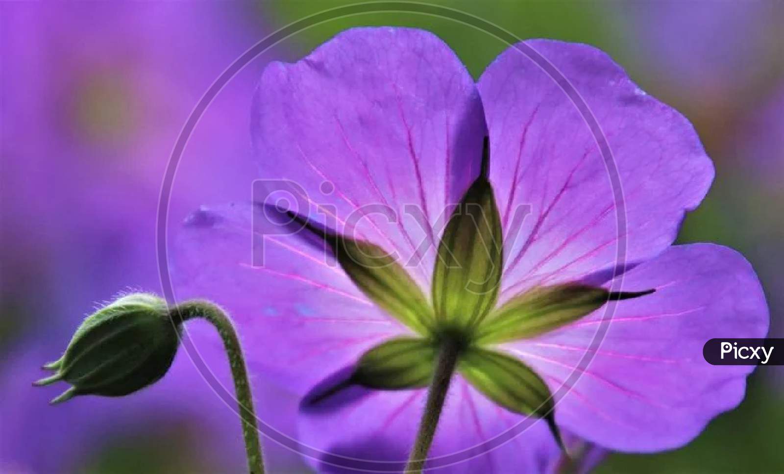 Purples flowers