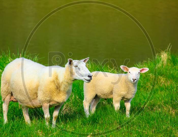 Two Sheeps In The Grass