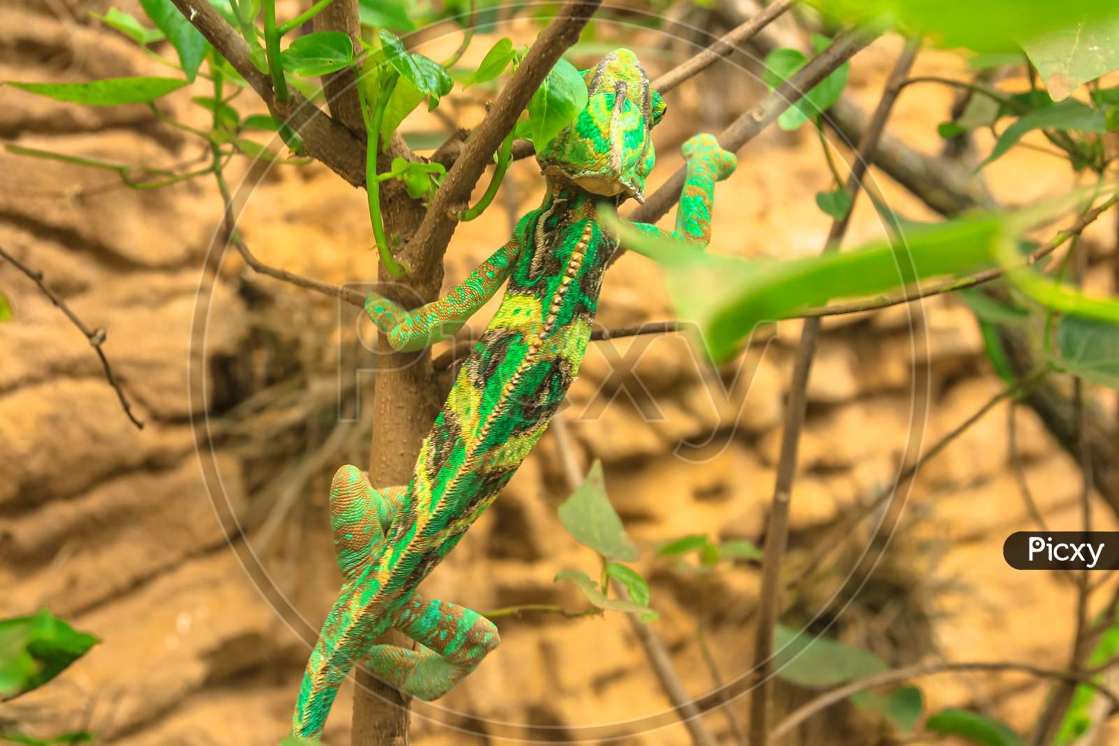 Green Chameleon On Foliage Close Up