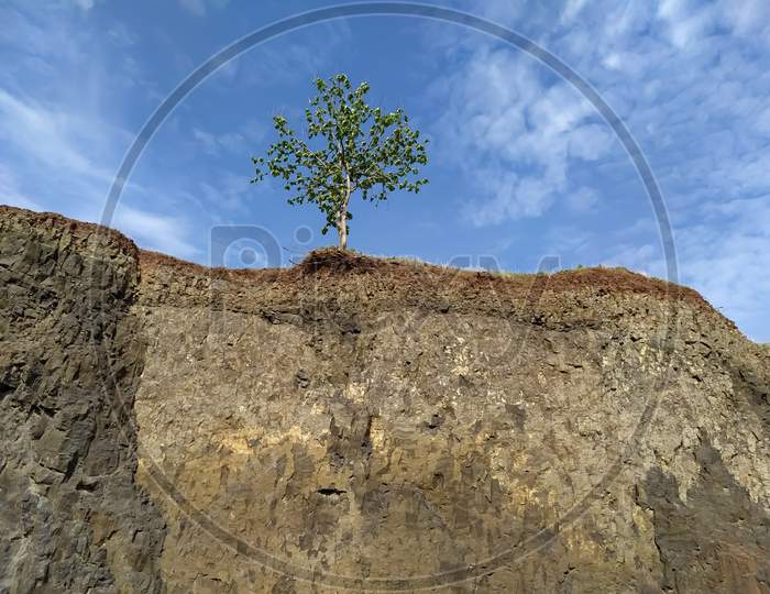 Mexican stone pine, green tree image
