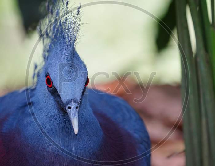 Close-up of Victoria crowned pigeon