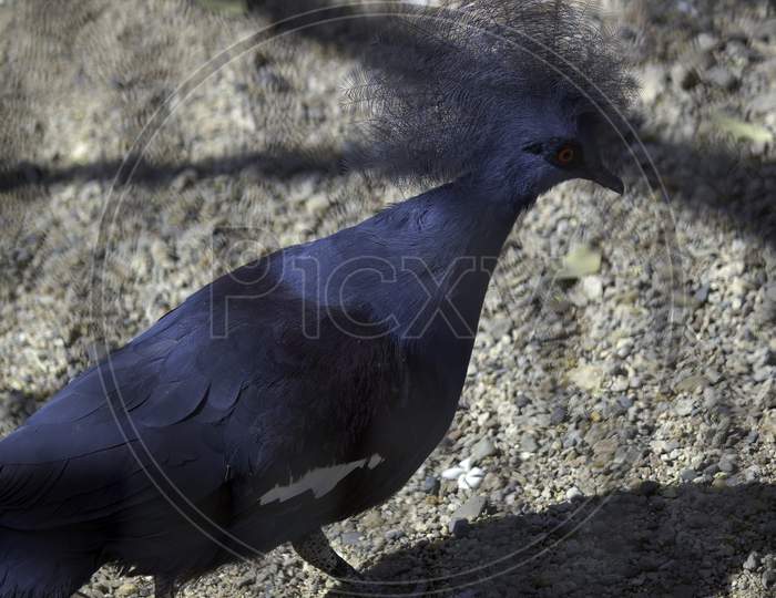 Victoria Crowned Pigeon Captured In India