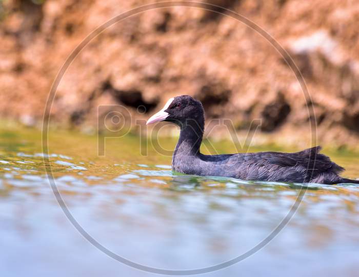 Eurasian Coot On Small Pond
