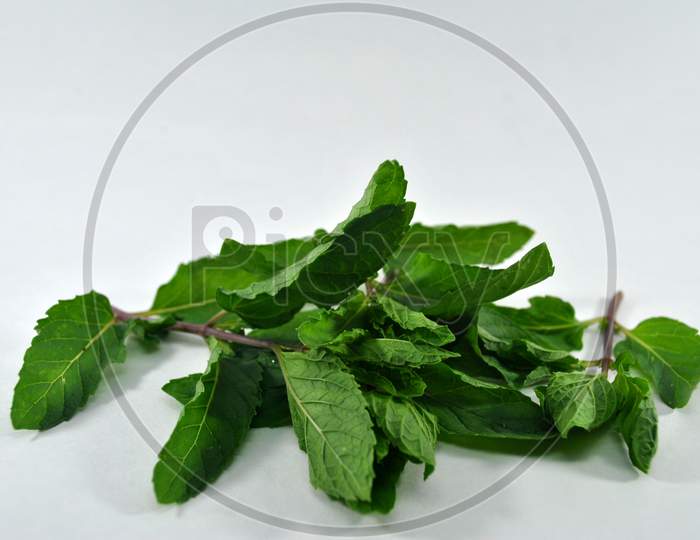 green Mint leaves