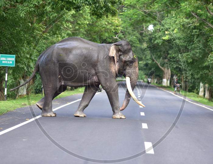 A wild elephant crosses the road to find a safer place as the Kaziranga National Park got flooded in Nagaon, Assam on July 13, 2020