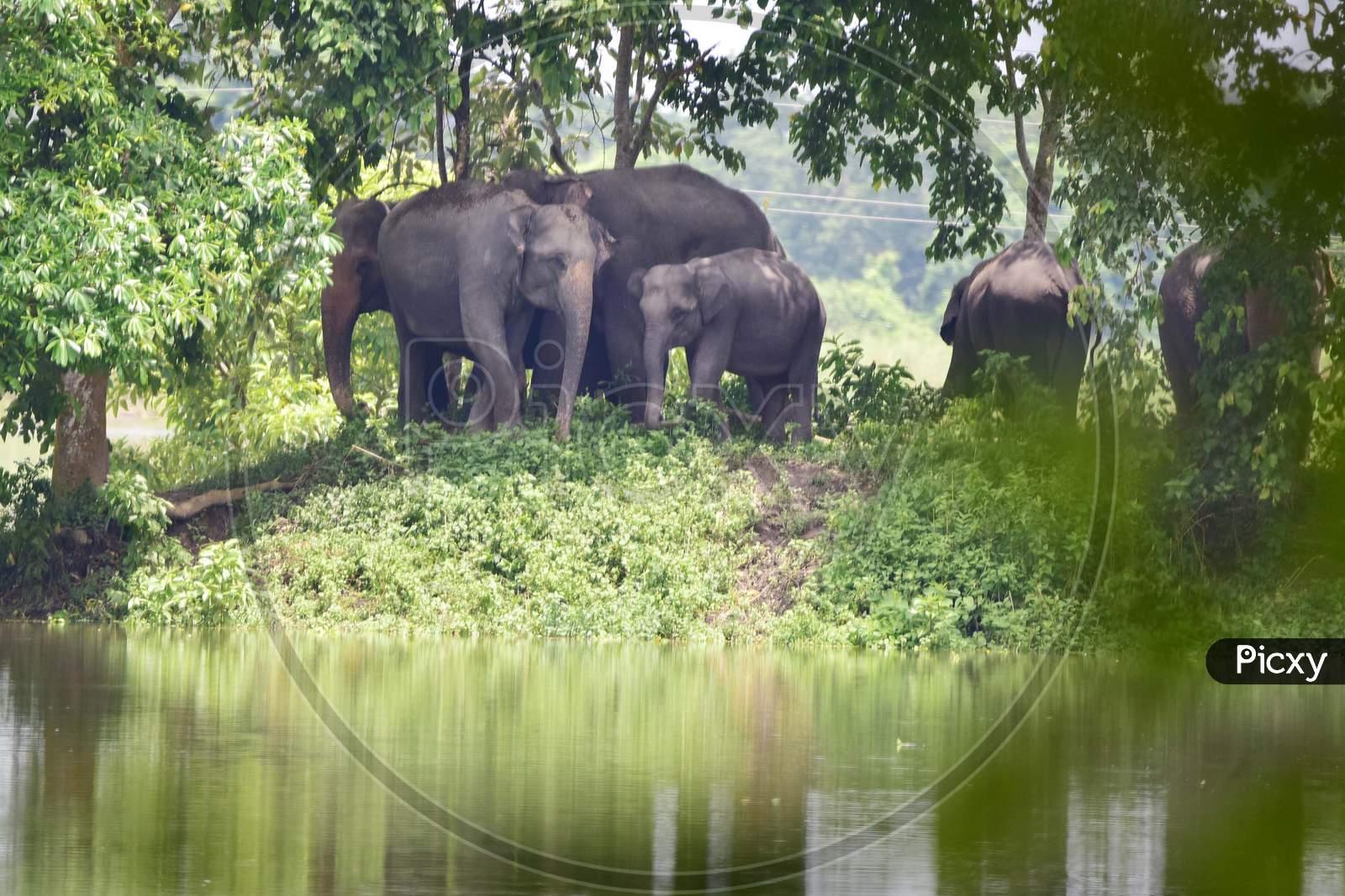 A herd of elephants take shelter at a higher place to escape the floods in Kaziranga National Park in Nagaon, Assam on July 13, 2020