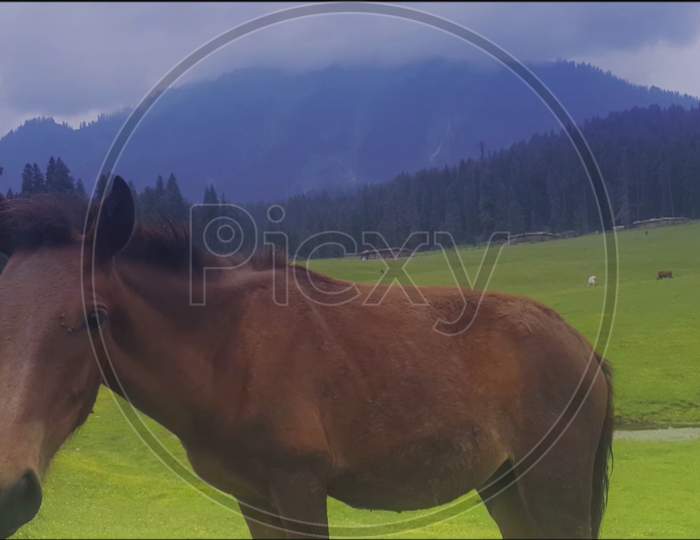 BEAUTIFUL HORSE WITH BEAUTIFUL BACKGROUND