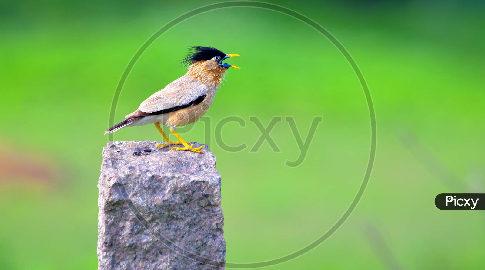 Brahminy Starling Calling For Mate
