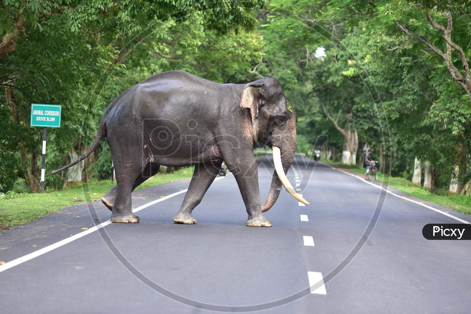 A wild elephant crosses the road to find a safer place as the Kaziranga National Park got flooded in Nagaon, Assam on July 13, 2020
