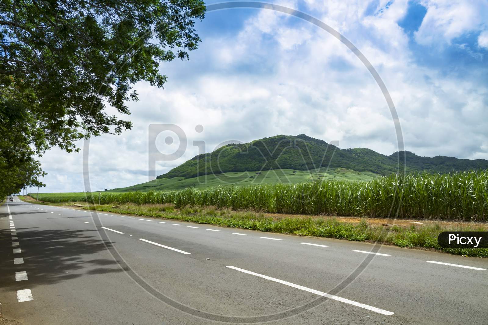 Sugarcane field against blue sky