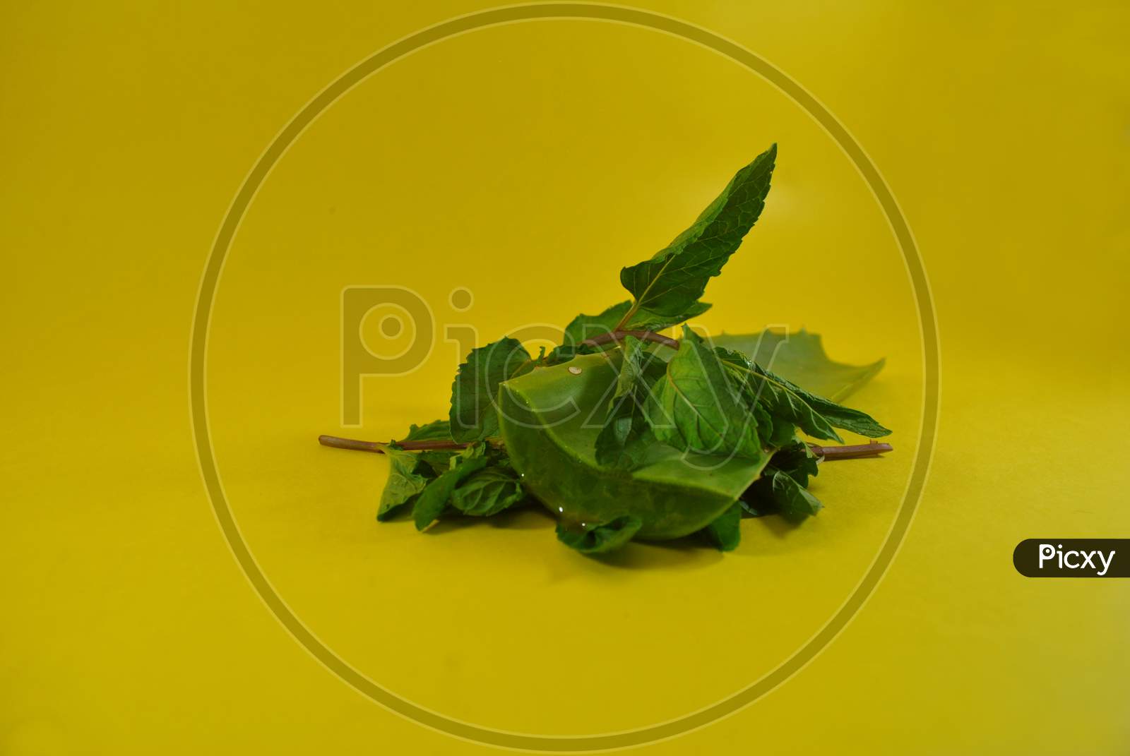 Mint leaves with aloe Vera