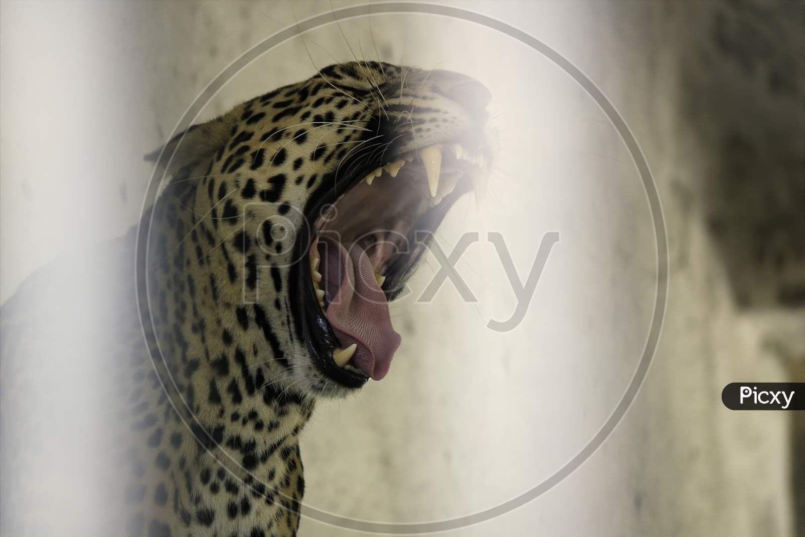 A Closeup Of A Leopard Roar With It'S Teeth And Tongue Visible