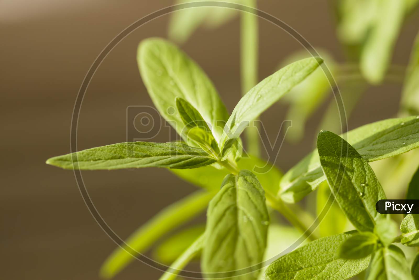 indoor photography of fresh growing mints.