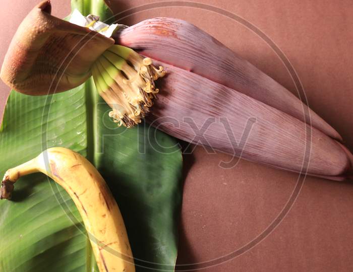 A Banana with Banana Flower and Banana Leaf Isolated with Brown Background