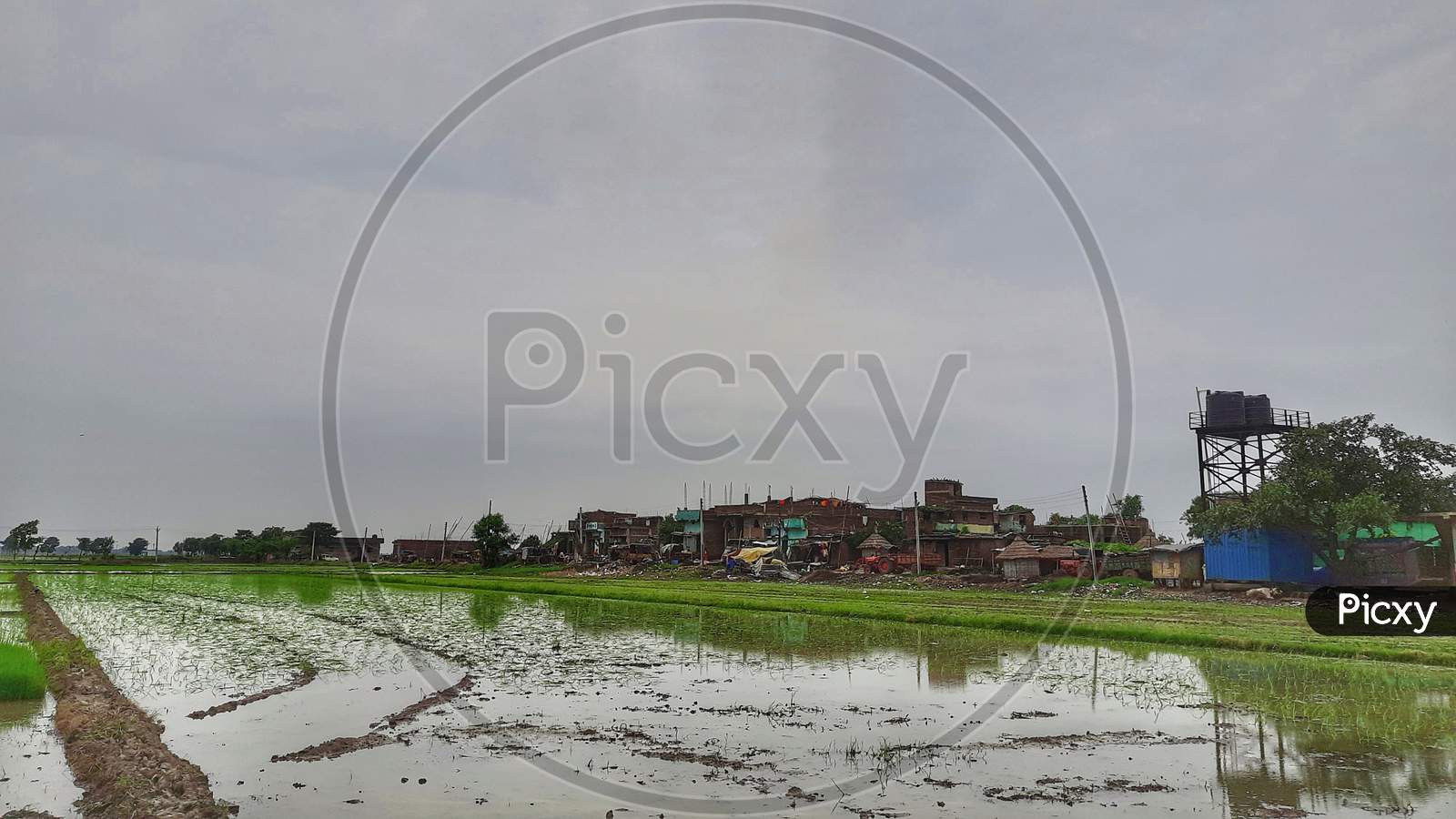 Flooded paddy field for cultivation near a village