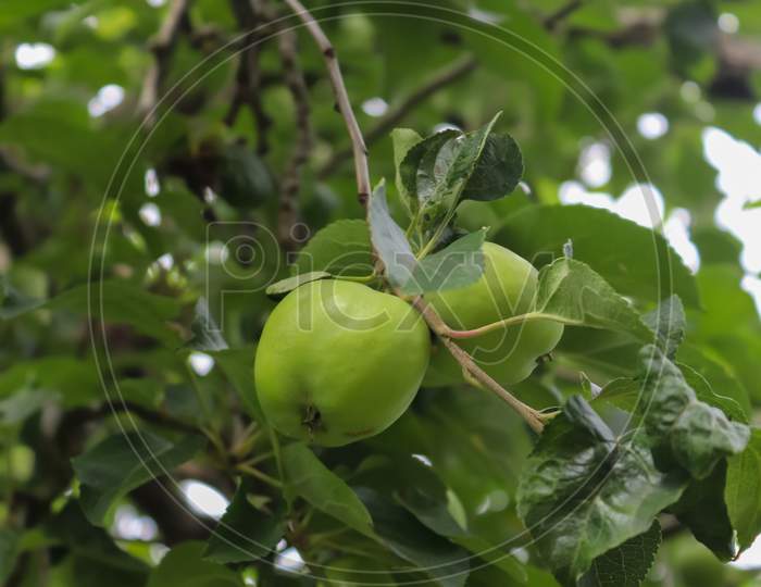 Green Apples On A Branch Ready To Be Harvested With A Selective Focus And Soft Bokeh