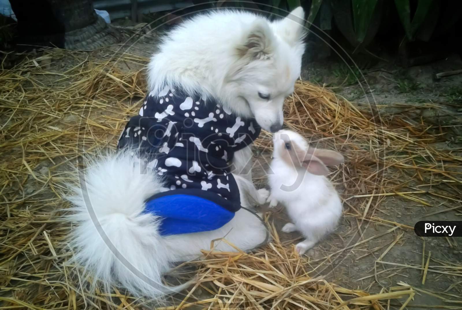 A dog kissing a rabbit