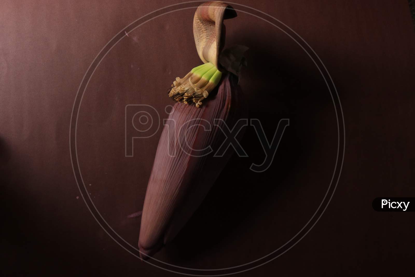Banana Flower Isolated with Brown Background
