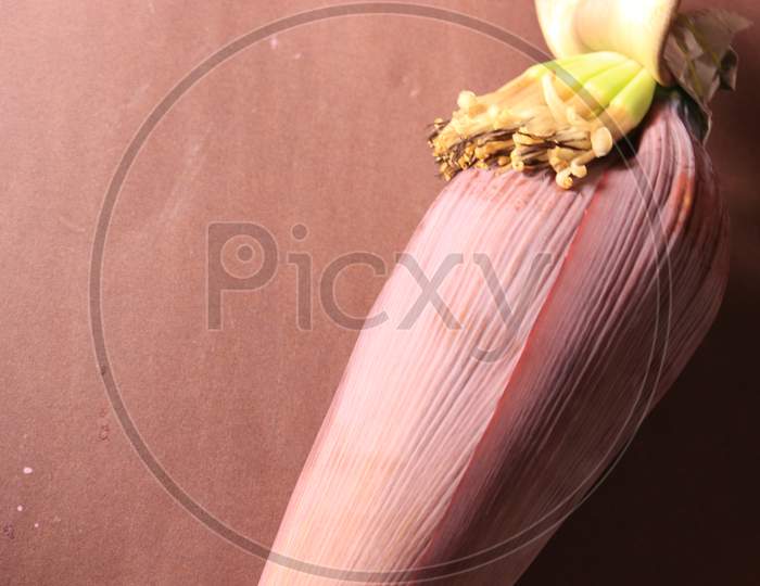 Close up shot of Banana Flower Isolated with Brown Background