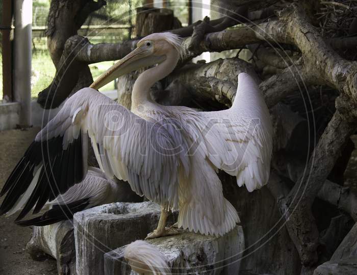 Great White Pelican Spreading Wings In A Zoo Located In India