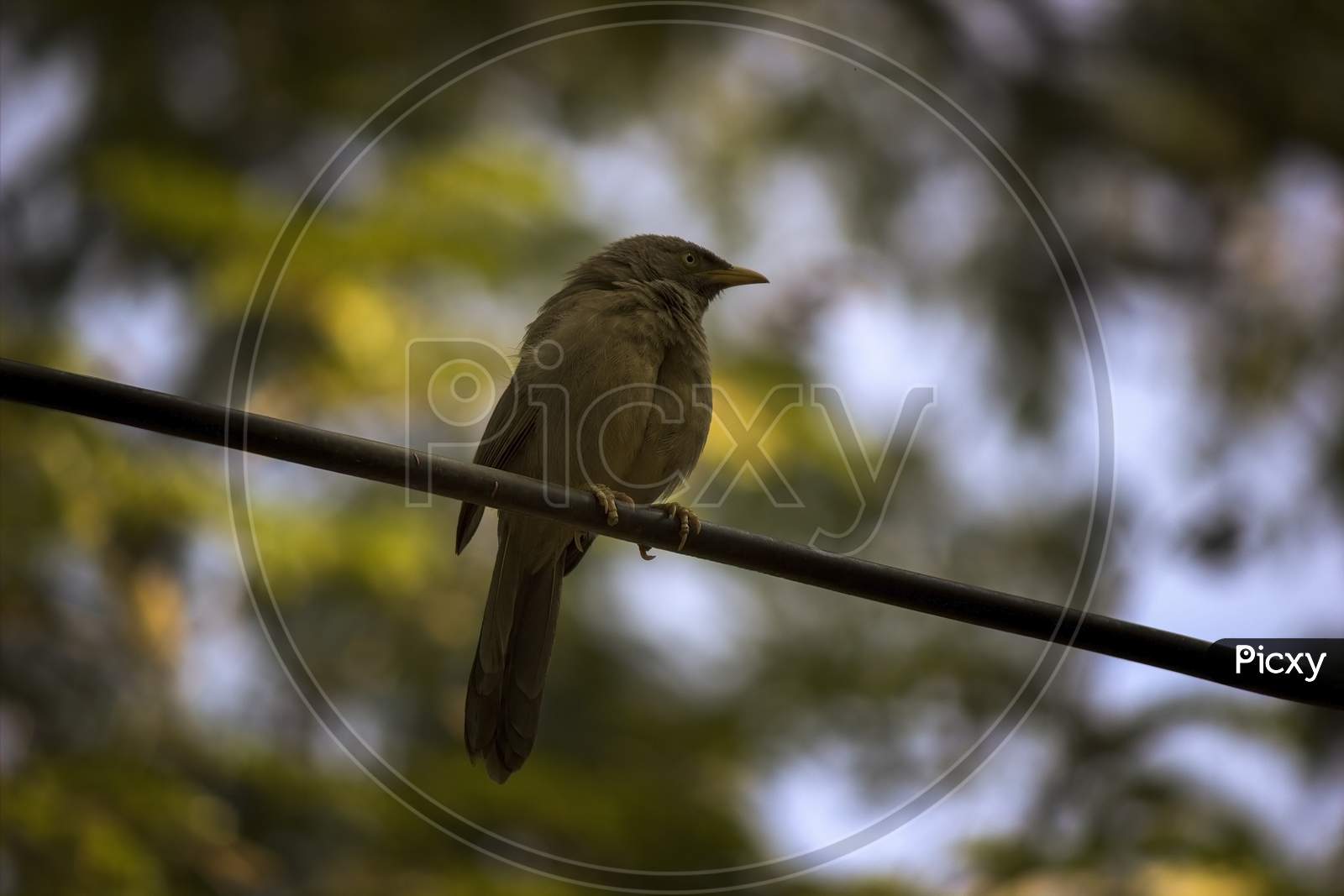 Jungle Babbler A Species Of Laughing Thrushes Also Known As Seven Sisters In Northern India