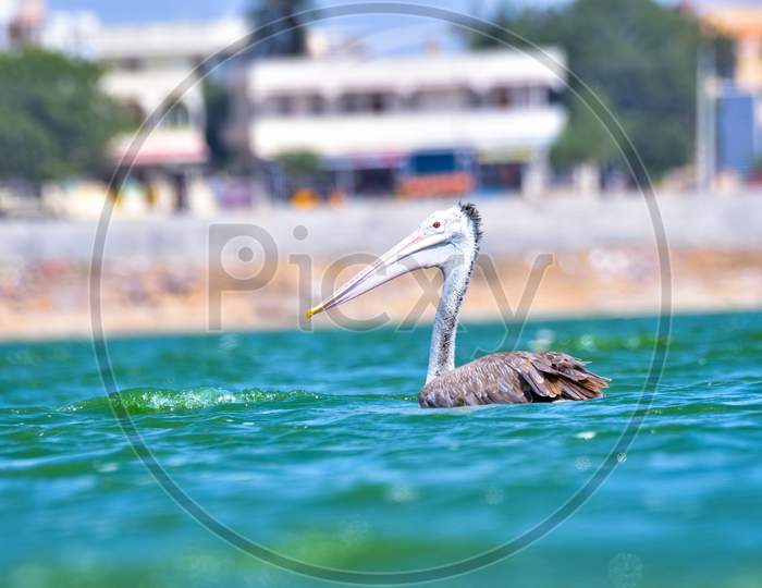 Spot-Billed Pelican Or Grey Pelican On Lake With Residential Background