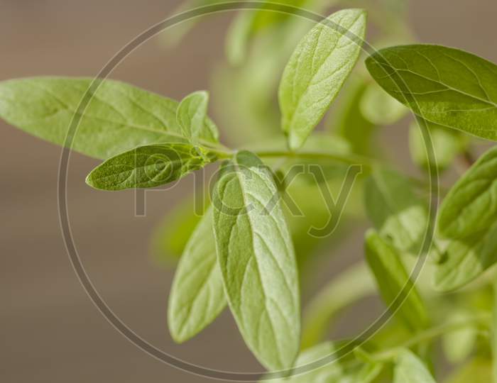 Mentha, a genus of plants in the family Lamiaceae