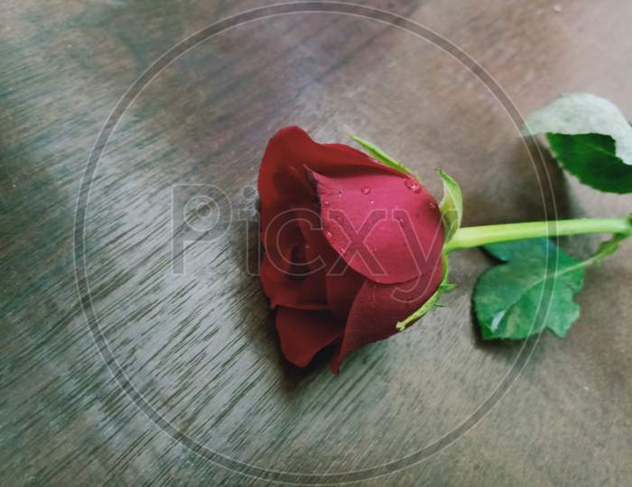 Red Rose on wooden background