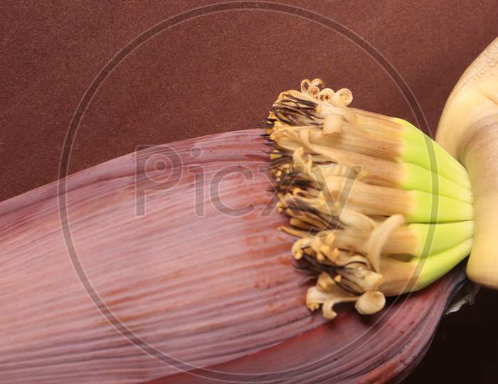 Close up shot of Banana Flower Isolated with Brown Background