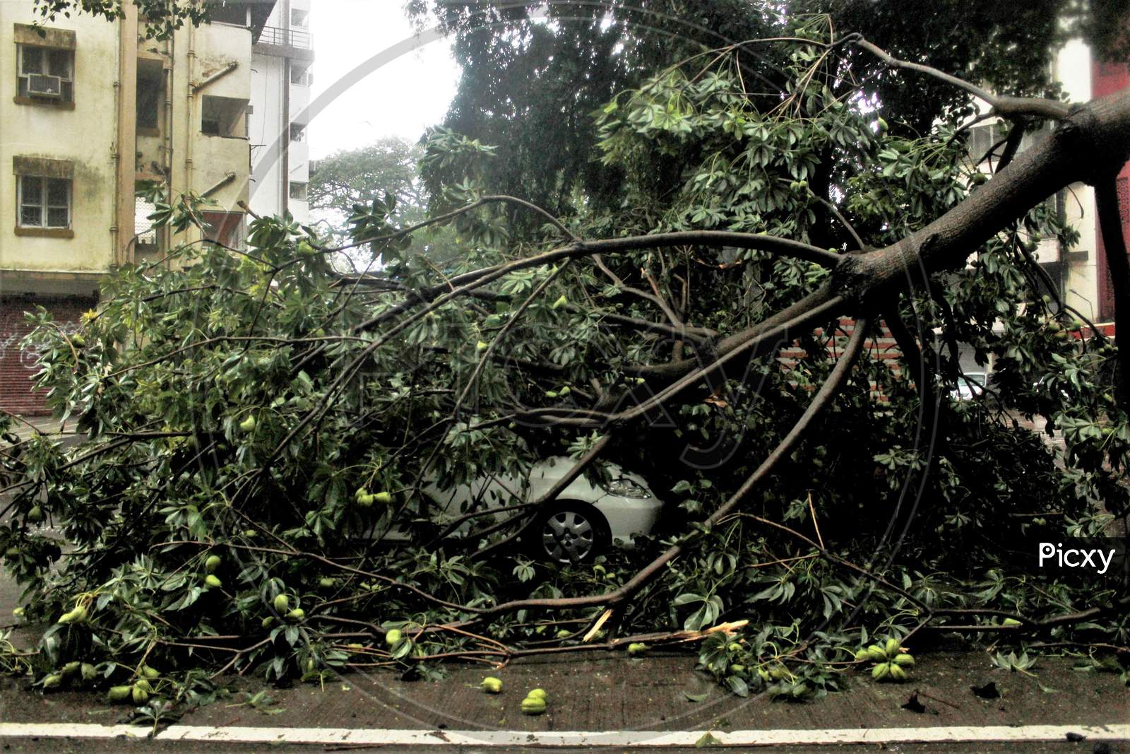 A tree collapses and damages a car during heavy rains, in Mumbai, India on July 7, 2020.