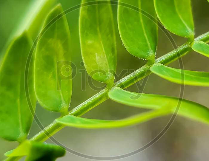 Picture Of Green Plant Leaves In The Garden And Green Background In The Back.