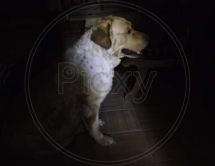 A Side Profile Of A Labrador Dog Sitting In A Bedroom Illuminated Partially