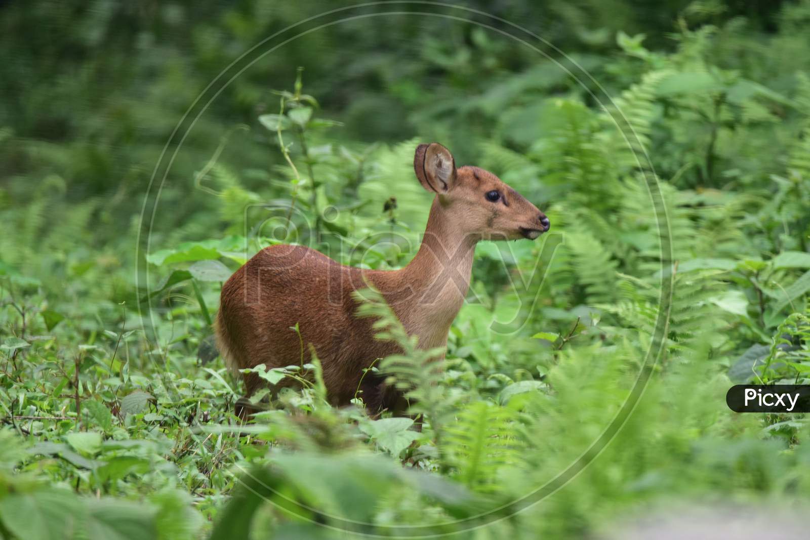 A wild deer crosses the highway to search for a safer place as the Kaziranga National Park got flooded in Nagaon, Assam on July 12, 2020