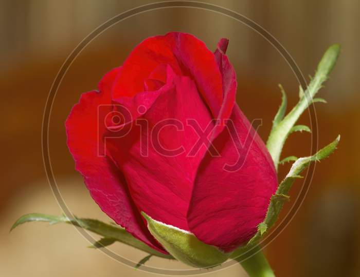 closeup of rose bud.