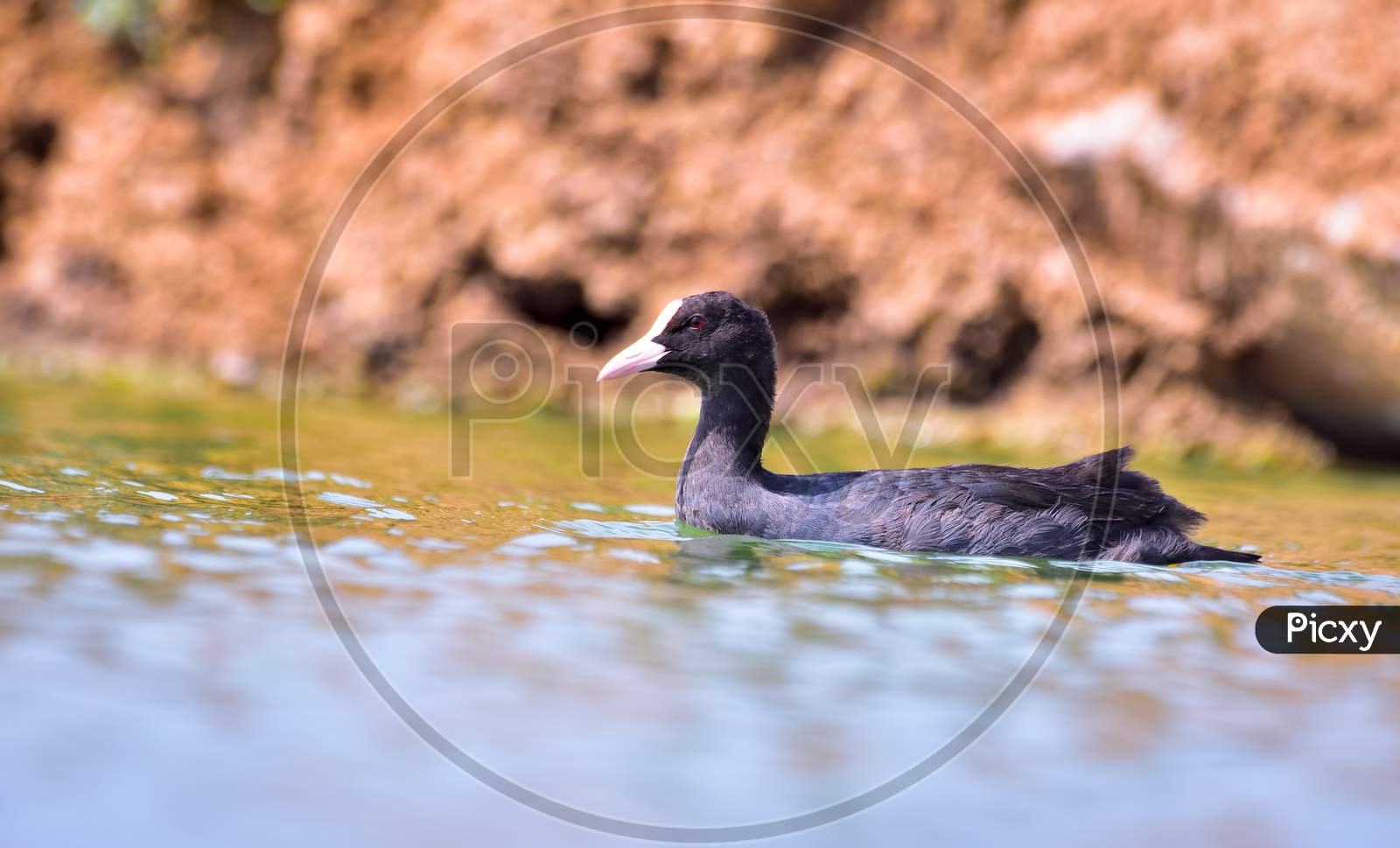 Eurasian Coot On Small Pond