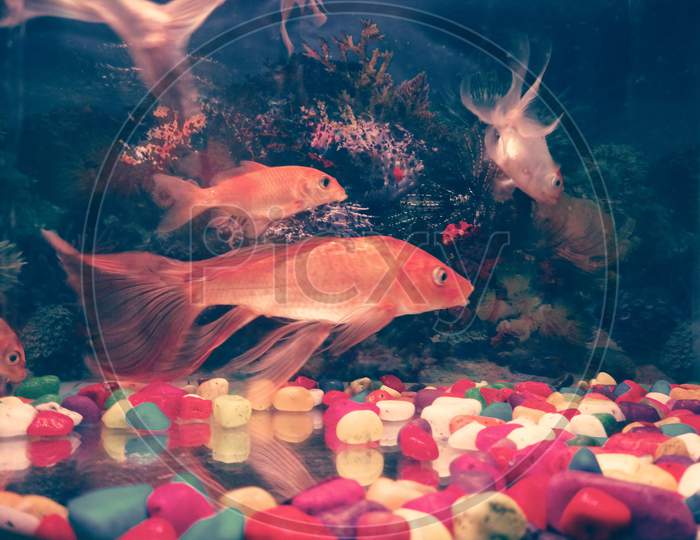 Fishes in the aquarium with colourful stones