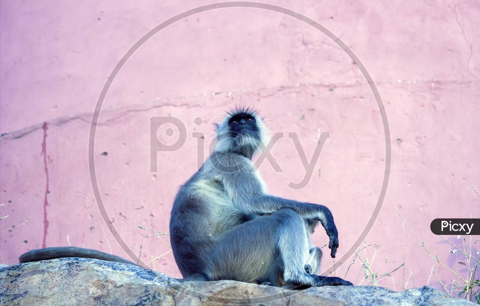 Semnopithecus Also Known As A Gray Langur Primate Posing In Jaipur City Located In Rajasthan State