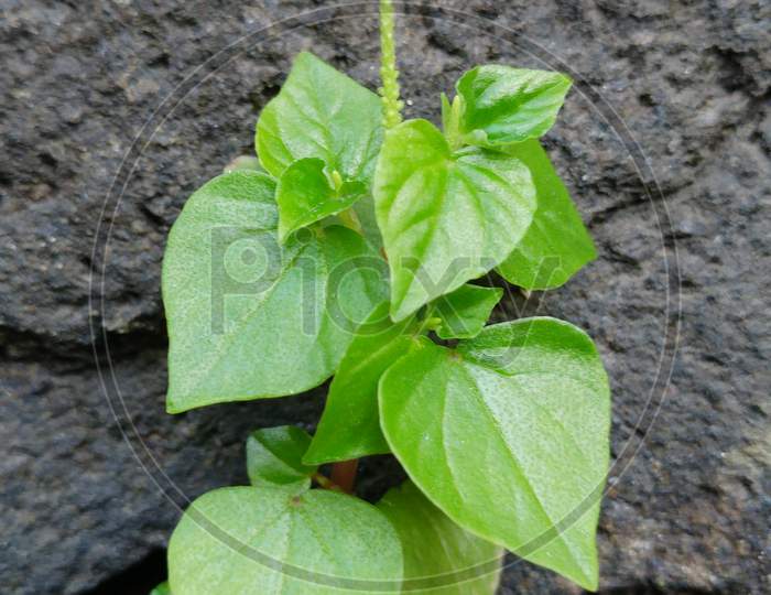 Peperoma Pellucida Plant