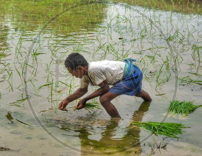 Laborer planting paddy seedlings in flooded field