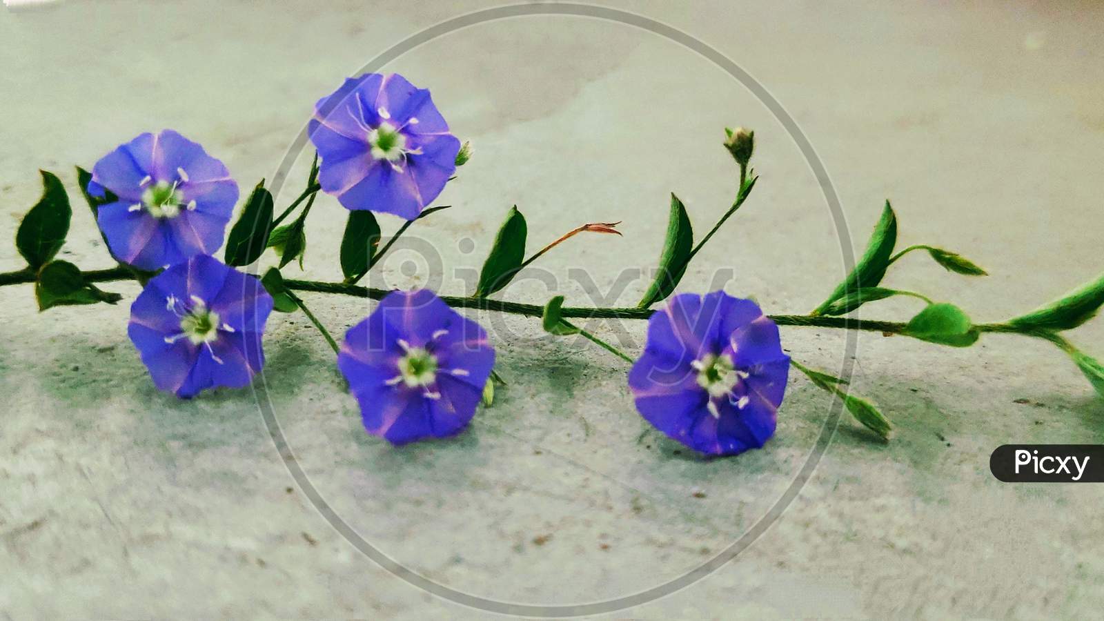 Vishnu kranta విష్ణుక్రాంత Convolvulaceae (morning glory family)  Evolvulus alsinoides flowers