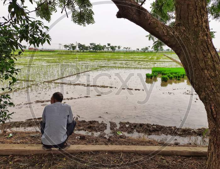 A farmer looking at flooded agriculture land after paddy seedling is sown