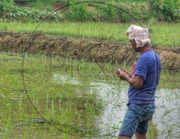 A laborer using mobile phone while working at paddy plantation filed